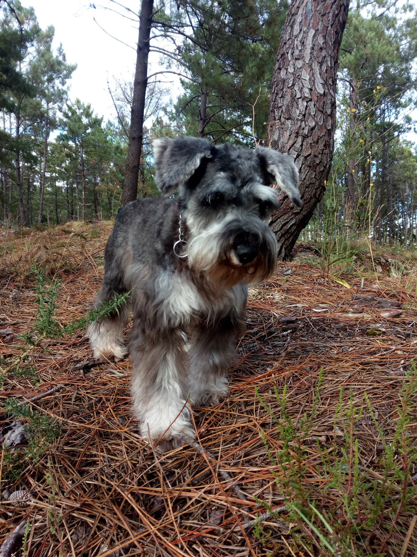 Schnauzer negro y plata :: Doorballo