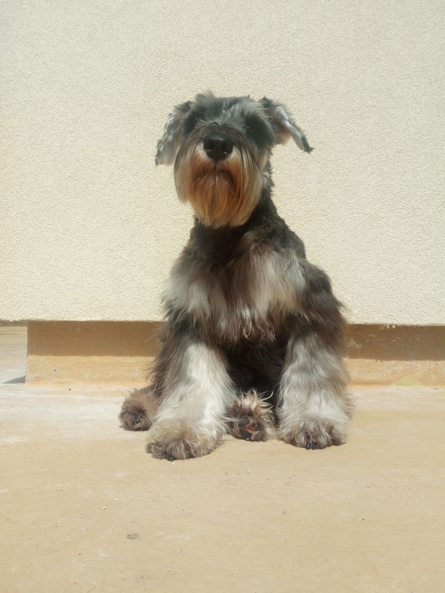 Schnauzer negro y plata :: Doorballo