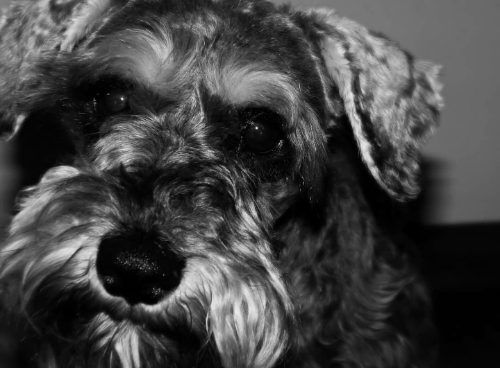 Schnauzer negro y plata :: Doorballo